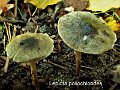 Lepiota poliochloodes-amf2056